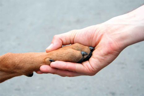 Projetos de Anibelli em defesa dos animais são aprovados