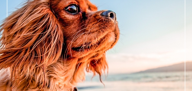 Dia Nacional dos Animais