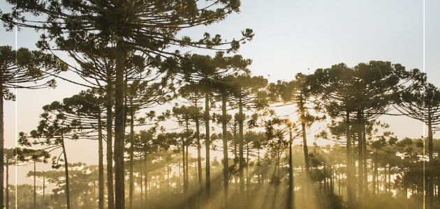 Dia da Araucária
