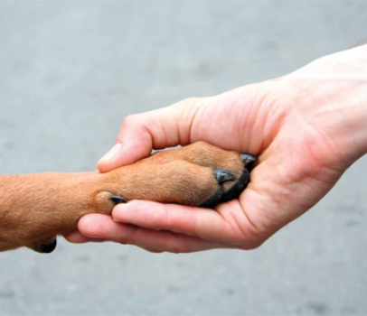 Projetos de Anibelli em defesa dos animais são aprovados