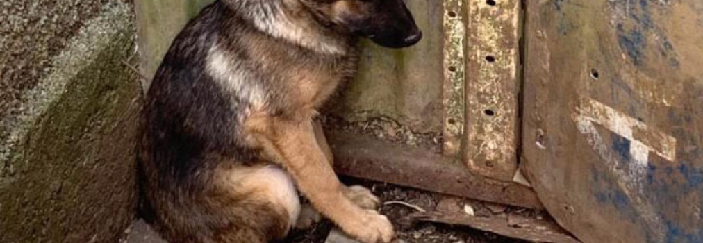 Projeto aumenta punição para maus-tratos de animais