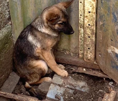 Projeto aumenta punição para maus-tratos de animais