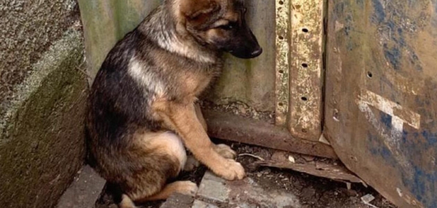 Projeto aumenta punição para maus-tratos de animais