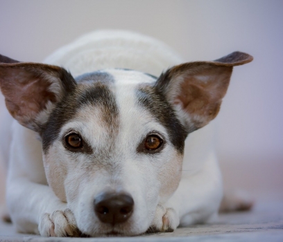 Campanha de Conscientização Contra o Abandono de Animais é aprovada na Assembleia