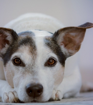 Campanha de Conscientização Contra o Abandono de Animais é aprovada na Assembleia