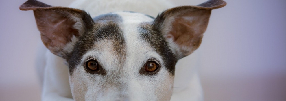 Campanha de Conscientização Contra o Abandono de Animais é aprovada na Assembleia